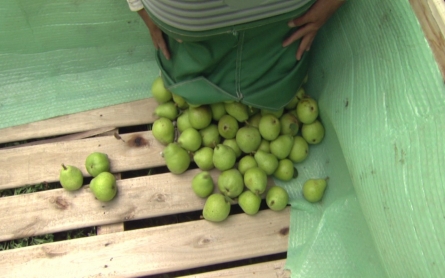 Fruit growers in Argentina say demand for their product has diminished